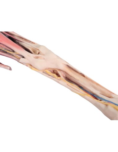 The Horse's Forequarter – Muscles, Tendons,...