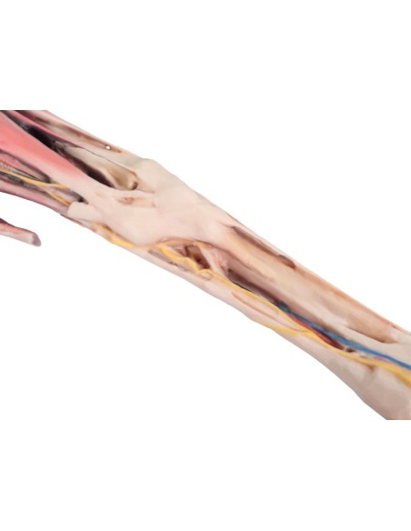 Extremidad anterior del caballo: músculos, tendones, ligamentos, vasos y nervios distales VP10010