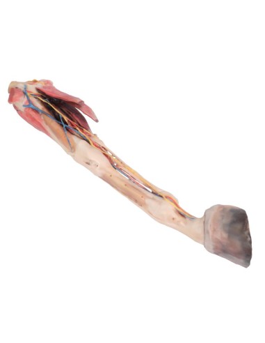 The Horse's Forequarter – Muscles, Tendons,...