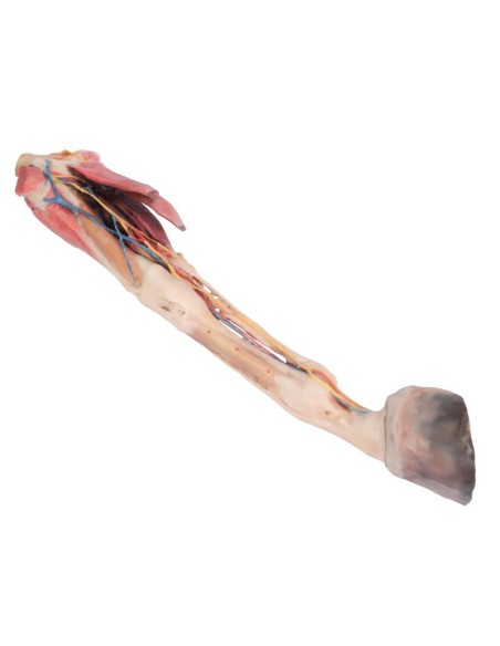 Extremidad anterior del caballo: músculos, tendones, ligamentos, vasos y nervios distales VP10010