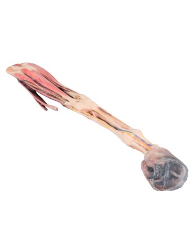 The Horse's Forequarter – Muscles, Tendons,...