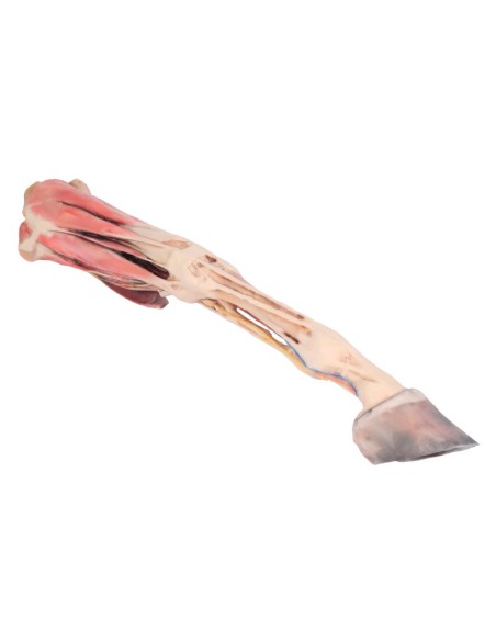 Extremidad anterior del caballo: músculos, tendones, ligamentos, vasos y nervios distales VP10010