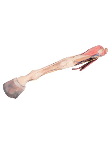 Membre antérieur du cheval – Muscles, tendons,...