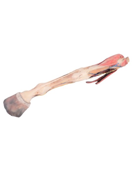 Extremidad anterior del caballo: músculos, tendones, ligamentos, vasos y nervios distales VP10010