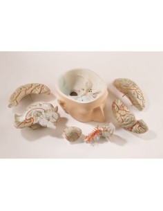 Erler Zimmer, anatomical model of skull base, with brain...