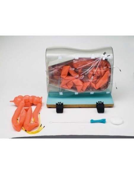 Medical Training Model - Colonoscopy and Enteroscopy Training - Erler Zimmer LM100