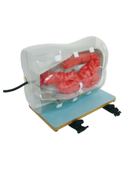 Modello simulatore medico - Addestramento alla Colonscopia ed Enteroscopia - Erler Zimmer LM100