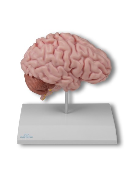 Modelli anatomici Erler Zimmer, modello anatomico della metÃ  destra del cervello umano C915