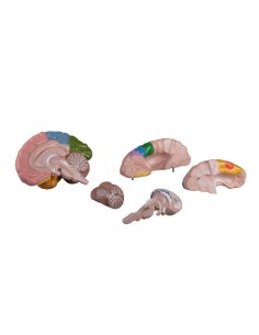 Erler Zimmer, modèle anatomique fonctionnel du cerveau,... 2