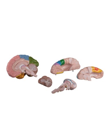 Erler Zimmer, modello anatomico funzionale di...