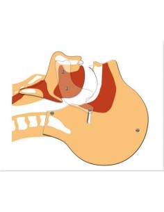 Respiratory Simulator - Airway Demonstration Panel -...