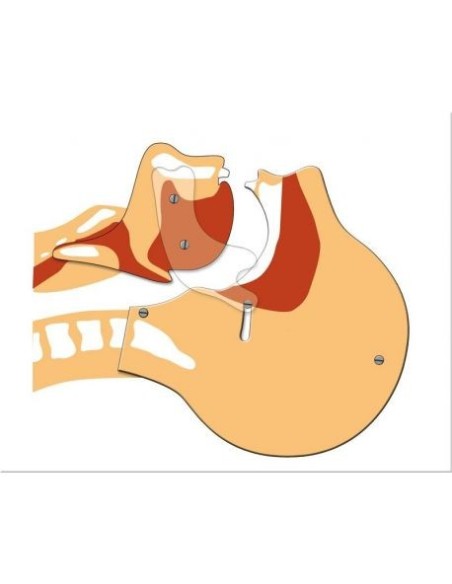 Respiratory Simulator - Airway Demonstration Panel - Erler Zimmer R10142