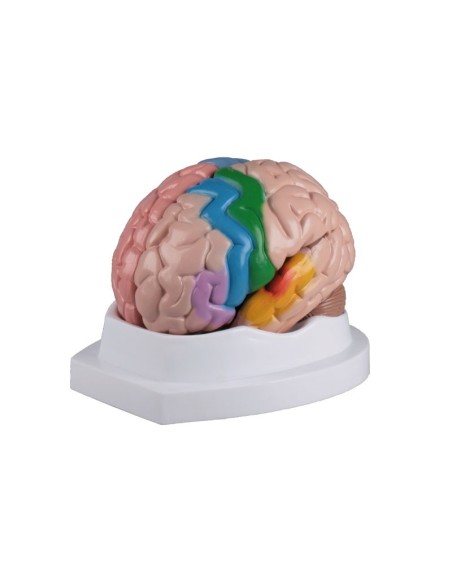 Erler Zimmer, functional anatomical model of brain, decomposable into 5 parts C222