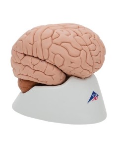 3B Cerveau scientifique, modèle éducatif de luxe,...