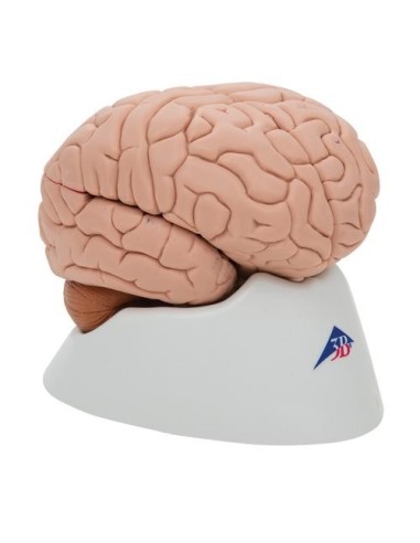 3B Cerveau scientifique, modèle éducatif de luxe, décomposable en 8 parties C17