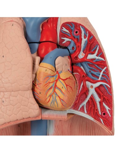 Lunge mit Kehlkopf, zersetzbar in 7 Teile 3B...