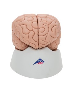 3B Científico, modelo educativo de lujo cerebro,... 2