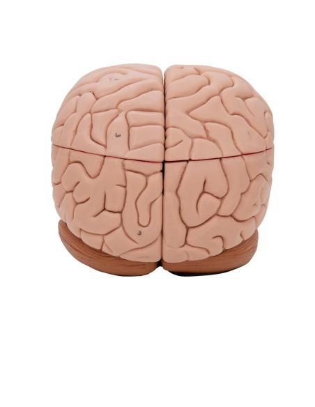 3B Cerveau scientifique, modèle éducatif de luxe, décomposable en 8 parties C17