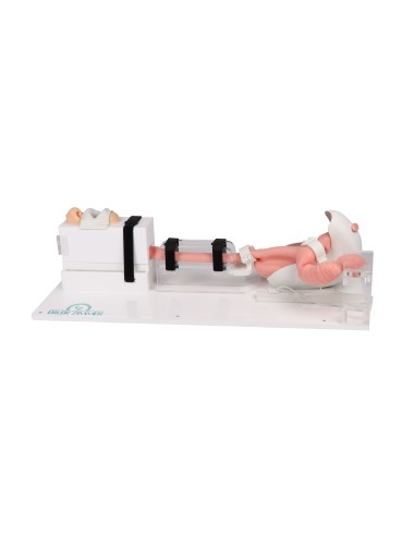 Modèle de simulation médicale EGD...