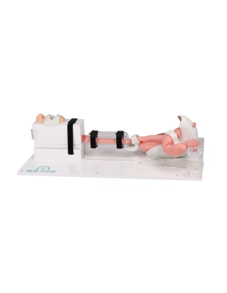 Medizinisches Simulationsmodell für die Ösophagogastroduodenoskopie (EGD) – Erler Zimmer LM103