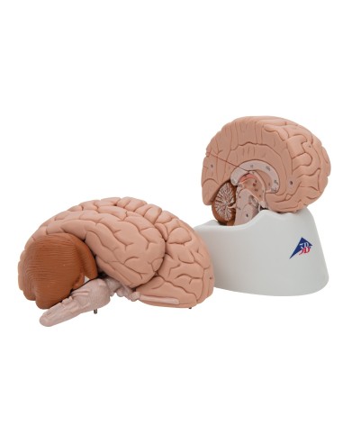 3B Scientific, cervello modello didattico di...