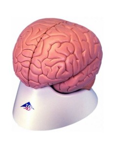 3B Scientific, Cervello, modello classico, scomponibile...