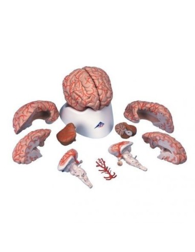 3B Scientific, luxury anatomical model of...