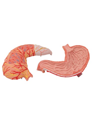 Modello anatomico di stomaco in due parti 3B Scientific K15
