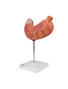 Modello anatomico di stomaco in due parti 3B Scientific K15 2