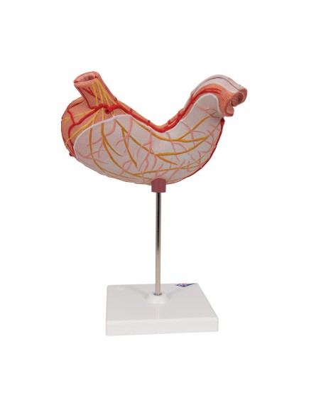 Zweiteiliges anatomisches Magenmodell von 3B Scientific K15