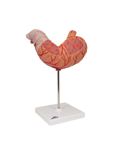 3B Scientific K15 Two-Part Anatomical Model of...