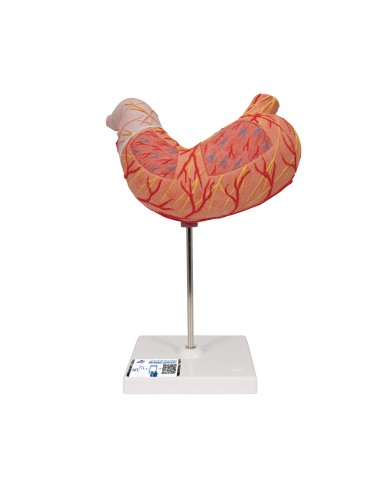 3B Scientific K15 Two-Part Anatomical Model of...