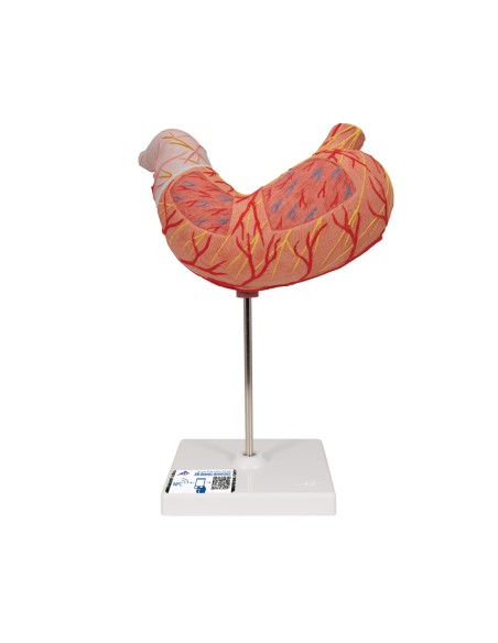 3B Scientific K15 Two-Part Anatomical Model of the Stomach