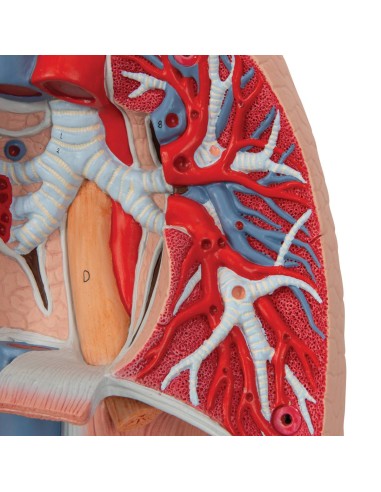 Pulmón con laringe, descomponible en 7 partes...