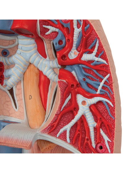 Polmone con laringe, scomponibile in 7 parti 3B Scientific G15