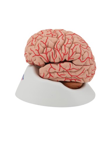 3B Scientific, luxury anatomical model of...