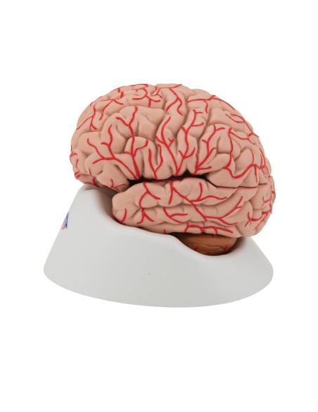 3B Scientific, luxury anatomical model of brain, with arteries, decomposable into 9 parts C20