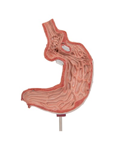 Modello anatomico di stomaco in due parti 3B Scientific K15