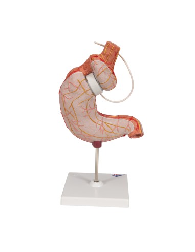 3B Scientific K15/1 Gastric Bandage Model