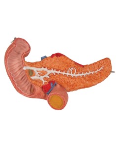Anatomical model of the stomach, in 3 parts, 3B...
