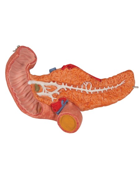 Modello anatomico di stomaco in due parti 3B Scientific K15