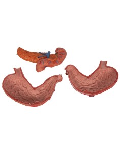Anatomical model of the stomach, in 3 parts, 3B... 2