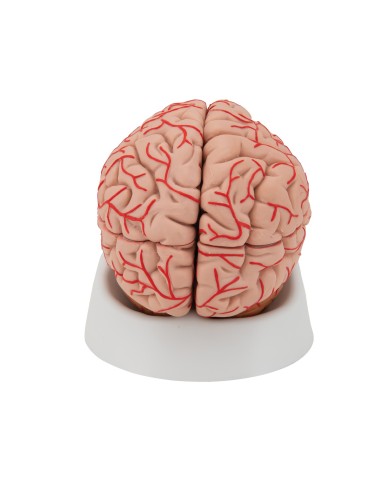 3B Scientific, luxury anatomical model of...