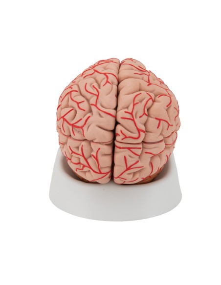 3B Scientific, luxury anatomical model of brain, with arteries, decomposable into 9 parts C20
