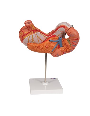 Anatomisches Modell des Magens, 3-teilig, 3B...