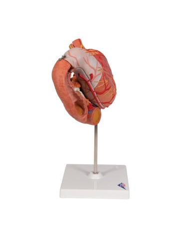 Anatomical model of the stomach, in 3 parts, 3B...