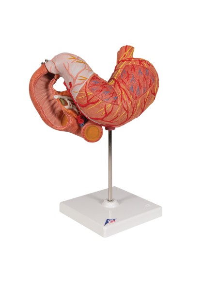 Anatomisches Modell des Magens, 3-teilig, 3B Scientific K16