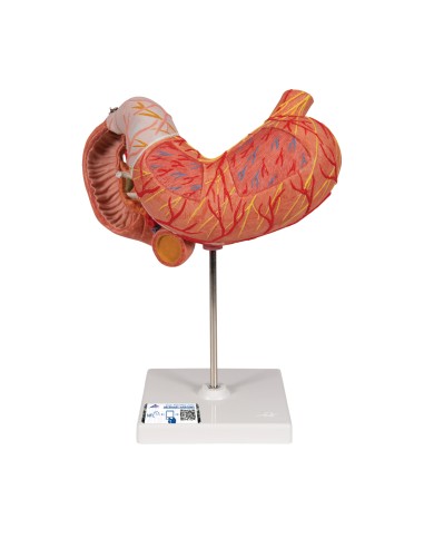 Modello anatomico di stomaco in due parti 3B...