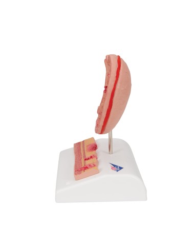 Anatomisches Modell eines Magens mit...