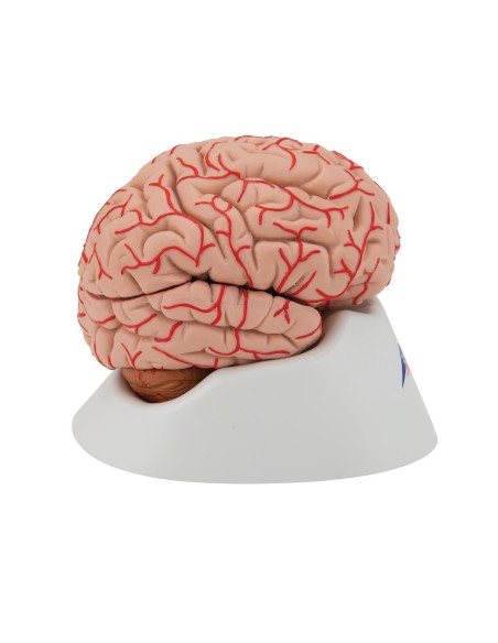 3B Scientific, luxury anatomical model of brain, with arteries, decomposable into 9 parts C20